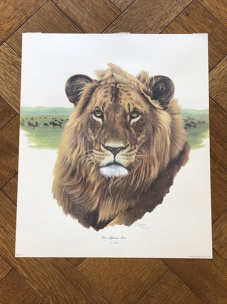 Vintage African Lion J. Stark, (Signed) 1976 18x21