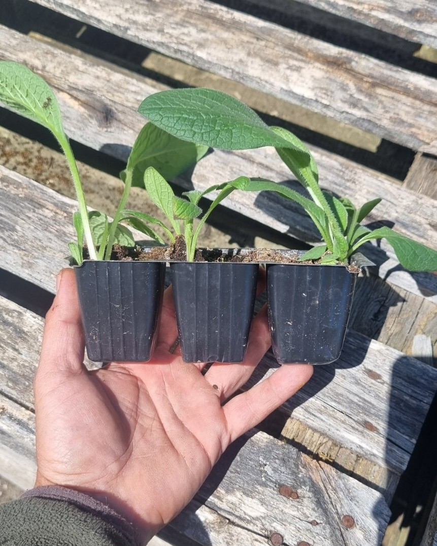 3 PLANTAS DE CONSUELDA RUSA ECOLOGICA- Bocking 14- SOLO ENVIOS PENINSULA