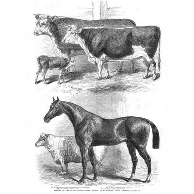 Worcester Preis Tiere auf der Royal Agricultural Society Show - antiker Druck 1863