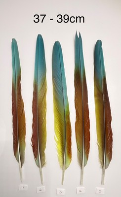 Papagei Ara Feder Handwerk Traumfänger Schmuck Kopfschmuck spiritueller Federkiel Stift