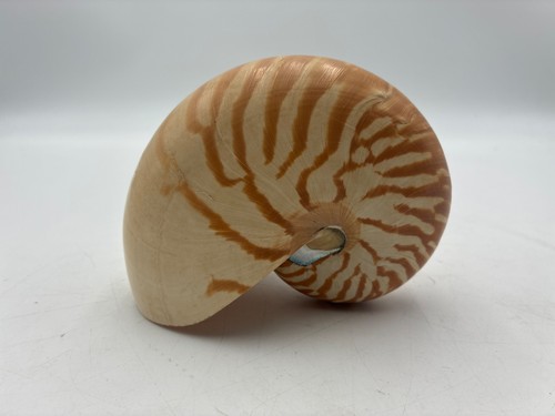 Natural Nautilus Seashell - Nautilus Pompilius - 1 Shell, 5.5 inches Long