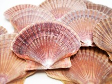 24 Mexican Flat Scallop Shells Seashells Large 3" Crafts Coastal Beach Cottage