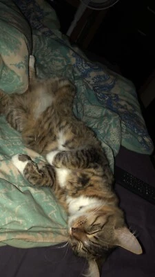 Female Cat For Sale Cats Kittens Gumtree Australia Blacktown