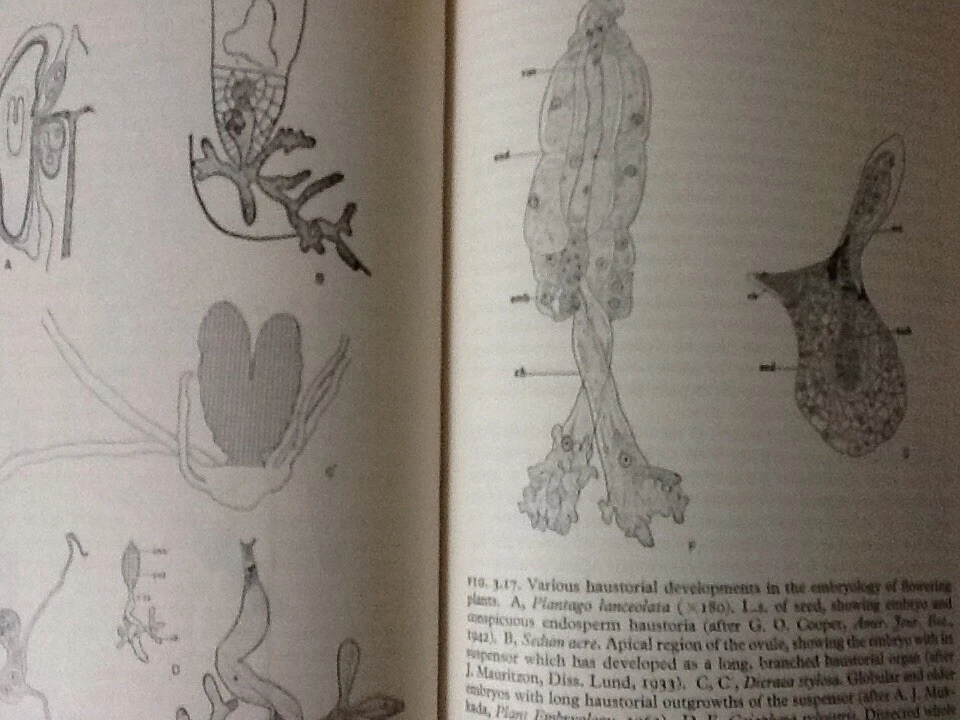 Morphogenesis in plants. A contemporary study - C.W. WARDLAW - Image 4 of 4