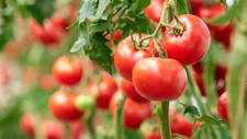 Best Boy Bush Hybrid Tomato Seeds - 25 Seeds