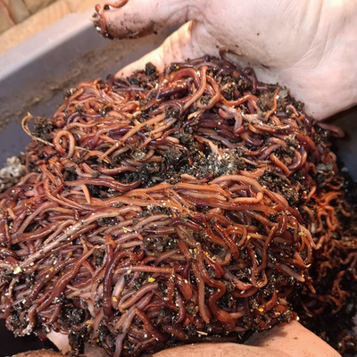 (Terry s)  Red Wiggler Compost Worms, - Manure FREE! We are the Source!