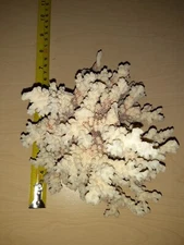Brown Stem Ocean Coral Natural  White 7.5 Inch Branch Excellent Condition Brain