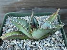 Agave Oteroi Fo76 X Shawii Hybrid!! Select  Jagged Spines!!