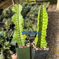 Euphorbia bougheyi x pseudo cactus 'sunrise' - Live Rooted Succulent