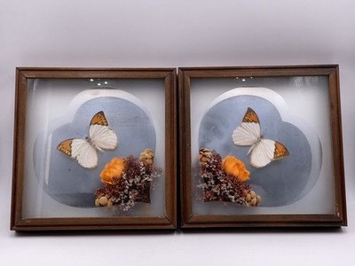 Vtg Taxidermy Butterfly, Dried Flowers Square Frame Heart Mirror Wall Art X2