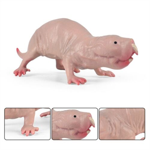 Heterocephalus glaber Naked Mole-Rat Model Wild Animal Figure Toys for Kid Decor - Afbeelding 1 van 4