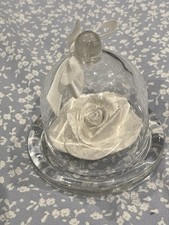 Cream and white rose in a glass dome with ribbon and bow