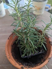 Lot Of 2 Rosemary Cuttings Live Plants, 5-8” Rooted BARE ROOT