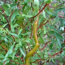 Scarlet Curls Corkscrew Willow - Live Plant - ( 1 QT )