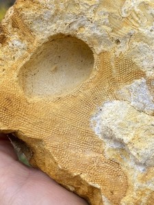 Bryozoan Fossil , Pickett County Tennessee