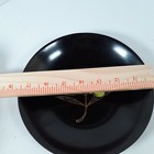 Foto 4 di 6