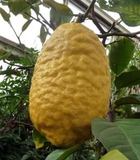 Citrus medica CITRON or GIANT LEMON Tree SEEDS!