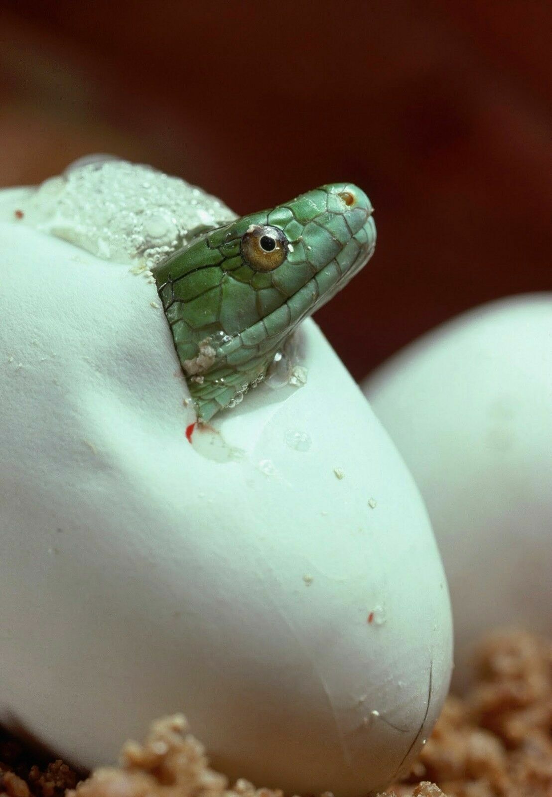 snake hatching