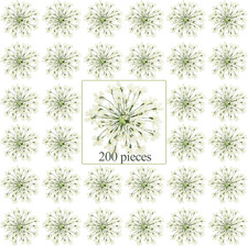 200 Pcs Pressed Dried Flowers for Resin Art Ammi Majus Natural Pressed Dried