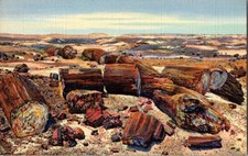 Petrified Forest AZ Cross Section Logs Vintage Curteich C.T. Art-Colortone