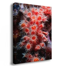 Zoanthid Sea Anemone Picture Ocean Life Underwater Scenery, Orange Nature Photo