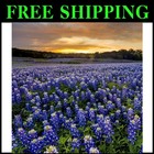 Heirloom Texas Bluebonnet Seeds - 1 lb. for Stunning Spring Landscapes & Gardens