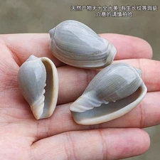 2-2.5cm 500g Natural Gold Lip Rice Conch Shell Rare Specimen Aquarium Decor