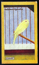 GALLAHER - CHAMPION ANIMALS & BIRDS OF 1923 - #1 CANARY