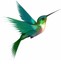 green_colibri