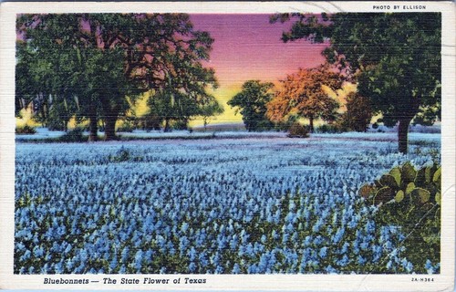 Postal de Bluebonnets State Flower Texas publicada en 1945 - Imagen 1 de 2