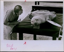 LG851 1984 Original CW Griffin Photo HURTLE HATCHERY Sea Creature on its Back