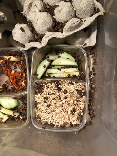 Dubia Feeder Roaches Arboreal Attitudes LLC (Blaptica Dubia) - Picture 14 of 33