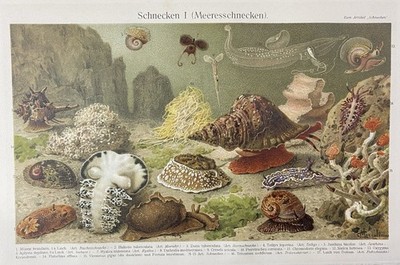 antike Grafik Fauna: Schnecken Meeresschnecken Meerlandschaft Chromolithografie