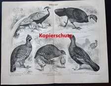 Hühnervögel Holzstich 1897 Silberfasan Buschhuhn Rebhuhn Haselhuhn + Textteil