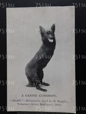 Canine Curiosity "Baby" SCHIPPERKE, bred by S Haslam Volunteers Arms, Southport