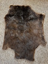 Wilde natürliche Biberfell | Wild natural beaver’s fur skin