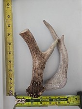 Deux bois de cerf à mâcher pour chien 7 à 9 pouces de long