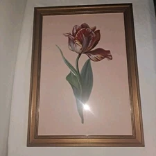 FRONTGATE Botanical Print Framed Dutch Tulip Red  Wall Art - NEW WITH TAG