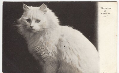 Katzen; Sterblicher Feind von Maus oder Ratte PPC, 1904 PMK, To R Lomax, Castle Douglas