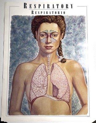 Anatomical Respiratory System Wall Art Human Anatomy Art Lungs Design