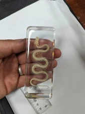 Water Snake Skeleton, Preserved In Lucite Resin, Collectible Taxidermy