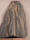 Petrified Wood Rare Color Bluish-Gray set on Gold Colored Base to display — photo 6