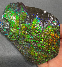 Natural Canadian Ammolite Fossil Hand Specimen| Ammolite Gemstone B107#