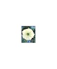 Fine Arts Nonfiction Books & Fiction Large Print