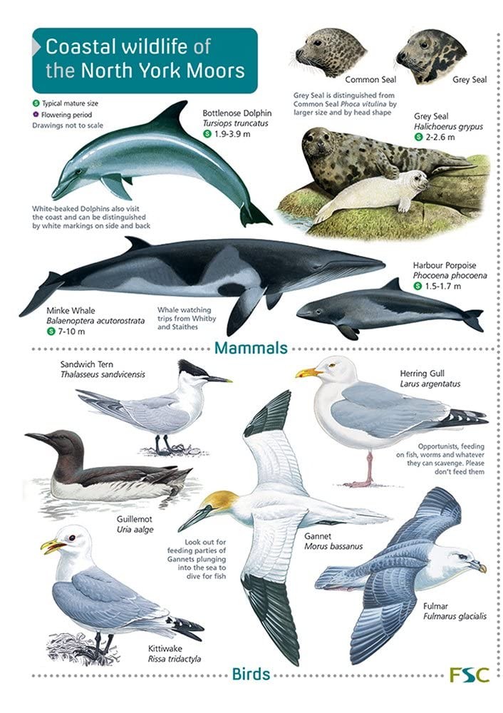 Coastal wildlife of the North York Moors by Field Studies Council NEW - Image 6