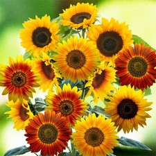 Autumn Beauty Sunflower 10 Seeds Helianthus annuus Free Shipping 