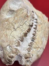 Dinosaur Fossil Skull 30 Million Years Old Oreodont Authentic Museum Piece