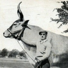 1933 Lone Star Cow Ms. Jeanne Maulsby San Antonio, Texas Vintage 