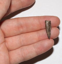 DINOSAUR FOSSIL Reptile Claw Turtle Crocodile Judith River Formation Cretaceous