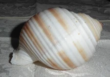 Vintage Seashell - Tonna Sulcosa